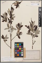 Foto von Salix caprea L. x Salix eleagnos Scop.